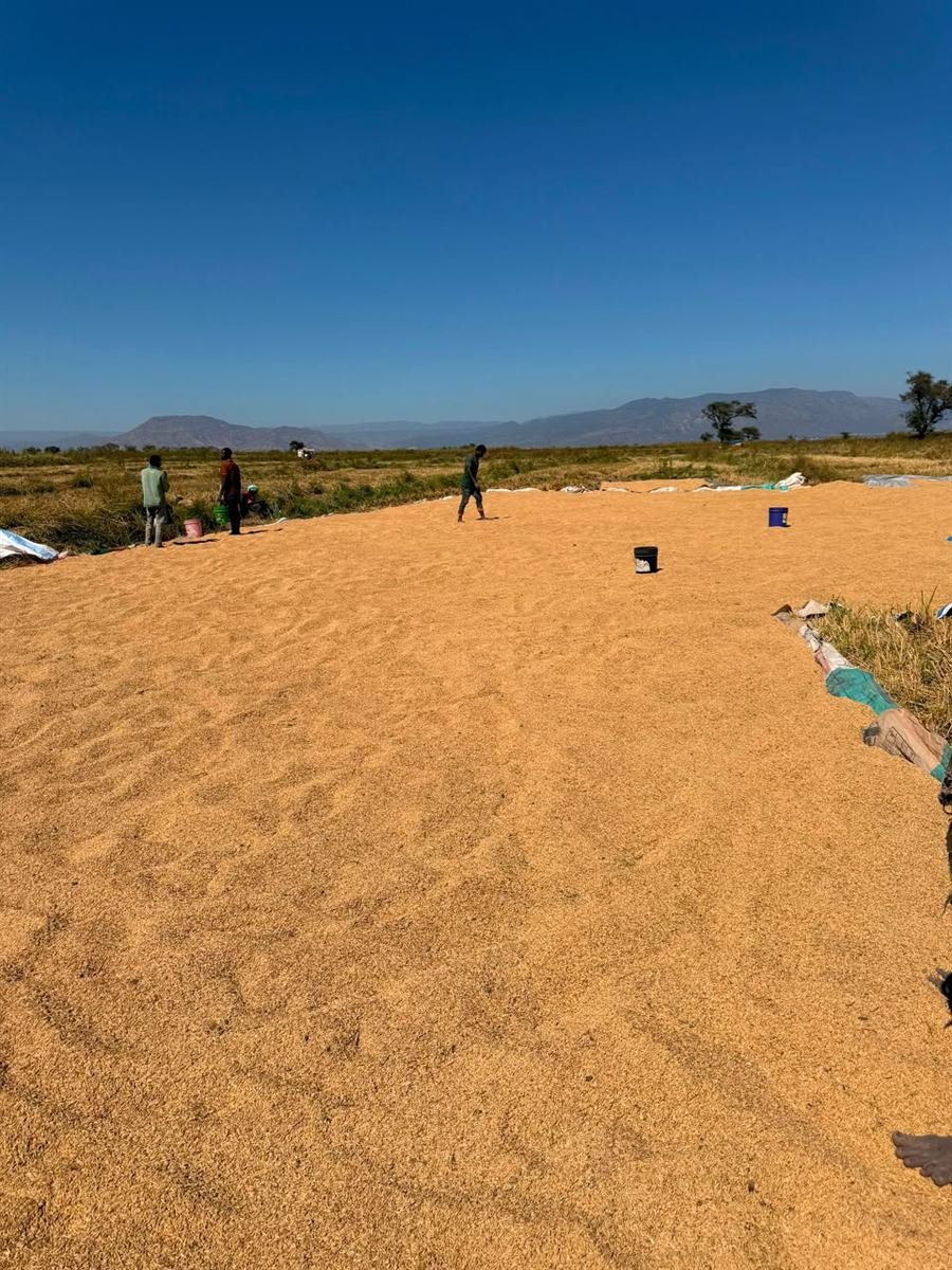 Harvested rice spread out in the sun to dry, with workers turning the crop