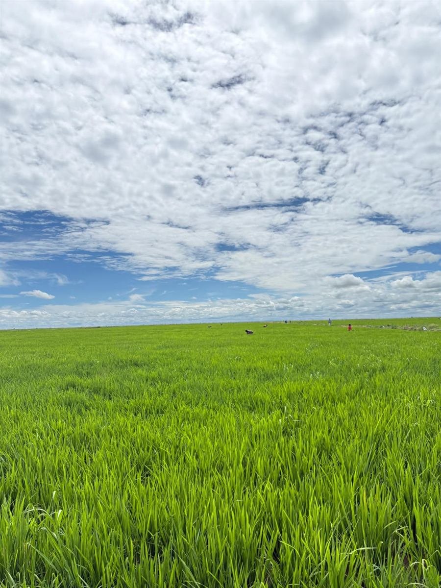 Rice paddy in full growth under an open sky in Tanzania